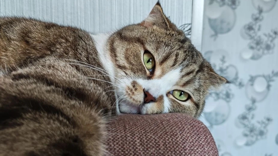 Кот Федор