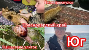 Купили дом. Мерзкая погода. Черешня спеет. Ёжик пришел. Жду тепла.