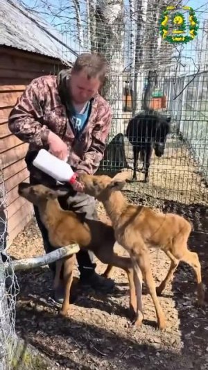 В Нижегородской области спасли двух лосят