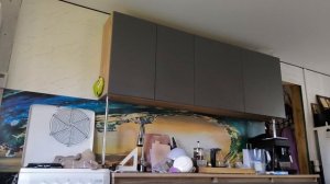 Моя жизнь в Деревне, Съездила в город, Очень красивый куст