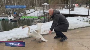 Лебеди возвращаются на водоемы московских парков