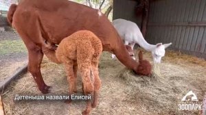 В Челябинском зоопарке родился малыш альпака