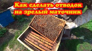 КАК СДЕЛАТЬ ОТВОДОК НА МАТОЧНИК, ИНФОРМАЦИЯ ПО МАТКАМ.