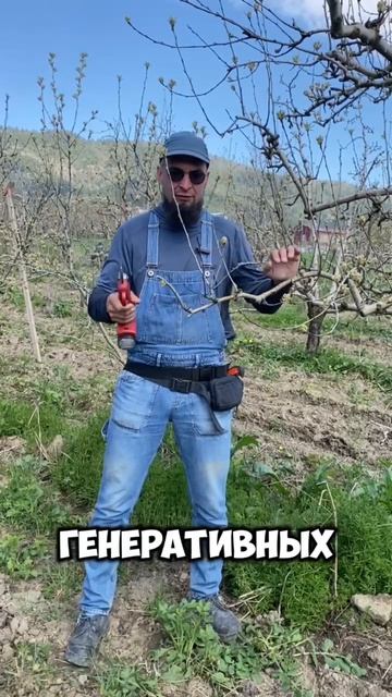 Как правильно укоротить ветку на плодовом дереве?