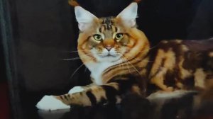 Международная выставка кошек