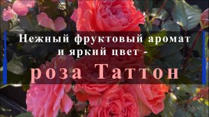Нежный фруктовый аромат и яркий цвет - роза Таттон