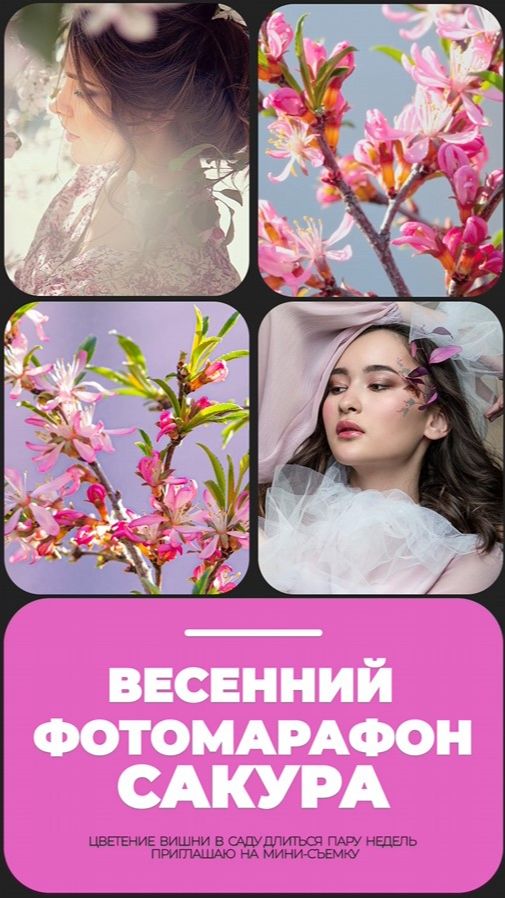 сакура_2