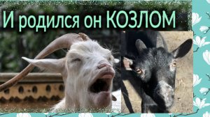 Про козлов и не только. Ремонт у мурманчан...