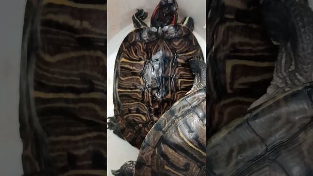 Ну и по обычаю - красноухие черепахи