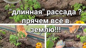 Не пугайтесь своей «длинной» рассады.  Высаживаем рассаду по-умному!