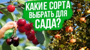 Новые сорта яблонь 2026! Лучшие сорта яблони, черешни и вишни. Как вырастить богатый урожай?