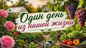 Петунии/Пеларгонии на улице/Виноград/Шайтан.