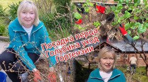 Дачные вести Посадка перца - только так! Секреты голубики Выводы из ошибок Подкормка гортензий
