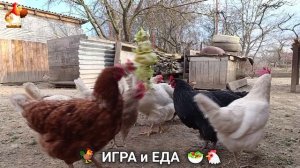 Кормление кур овощами и фруктами для зарядки и от скуки 🥗🐓🤗  (92)