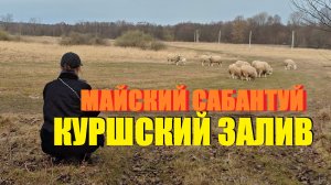 ВЕСЕННИЙ САБАНТУЙ НА КУРШСКОМ ЗАЛИВЕ/ЧЕРЕМША С АРМЯНСКИМ ПРИВКУСОМ/ЁЛОЧКЕ ДАЁМ НОВУЮ ЖИЗНЬ В ПАРКЕ.