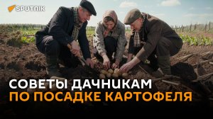Ученые советуют не спешить с посадкой картофеля из-за погоды