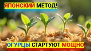 Японский метод выращивания огурцов [get.gt]