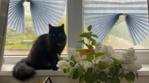 ❤️Непогода на Кубани/ Работаем в теплице и на винограде/ Ловим момент