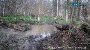 В фотоловушку заповедника, расположенного по соседству с Тульской областью, попал волк