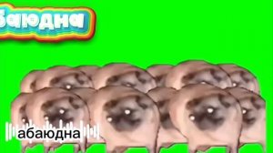 1000003006.mp4