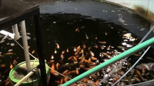 Барабанный фильтр на три куба для аквариума и пруда.Приехал.Показываю.