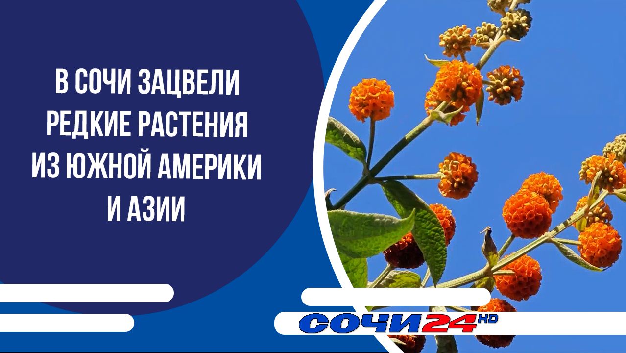 В Сочи зацвели редкие растения из Южной Америки и Азии