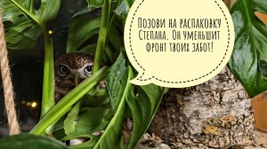 Лось Степан передаёт привет из вкусных кустов. Распаковка куста для меня