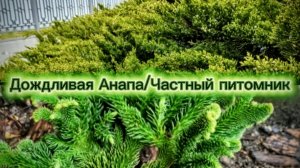 Привет из дождливой Анапы, шикарные хвойные в частном питомнике