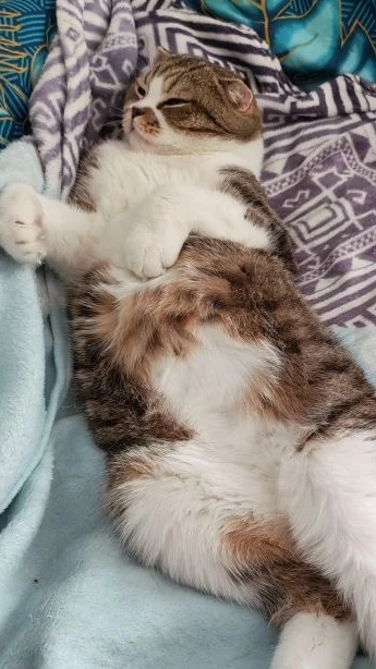 Разговор с котом