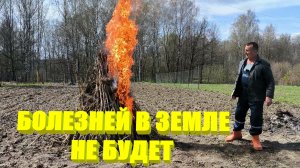 РАССАДА ТАБАКА В ПАРНИКЕ после низких температур. Утилизируем ТАБАЧНЫЕ СТЕБЛИ. Наша ЖИЗНЬ В ДЕРЕВНЕ.