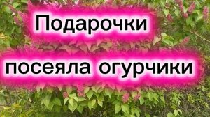 Подарочки. Посеяла огурчики.