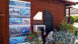 Фотозона расположена на территории дельфинария на Большом Утрише