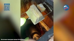 Нерпа «захватила» теплую лунку на метеостанции и покорила сердца полярников