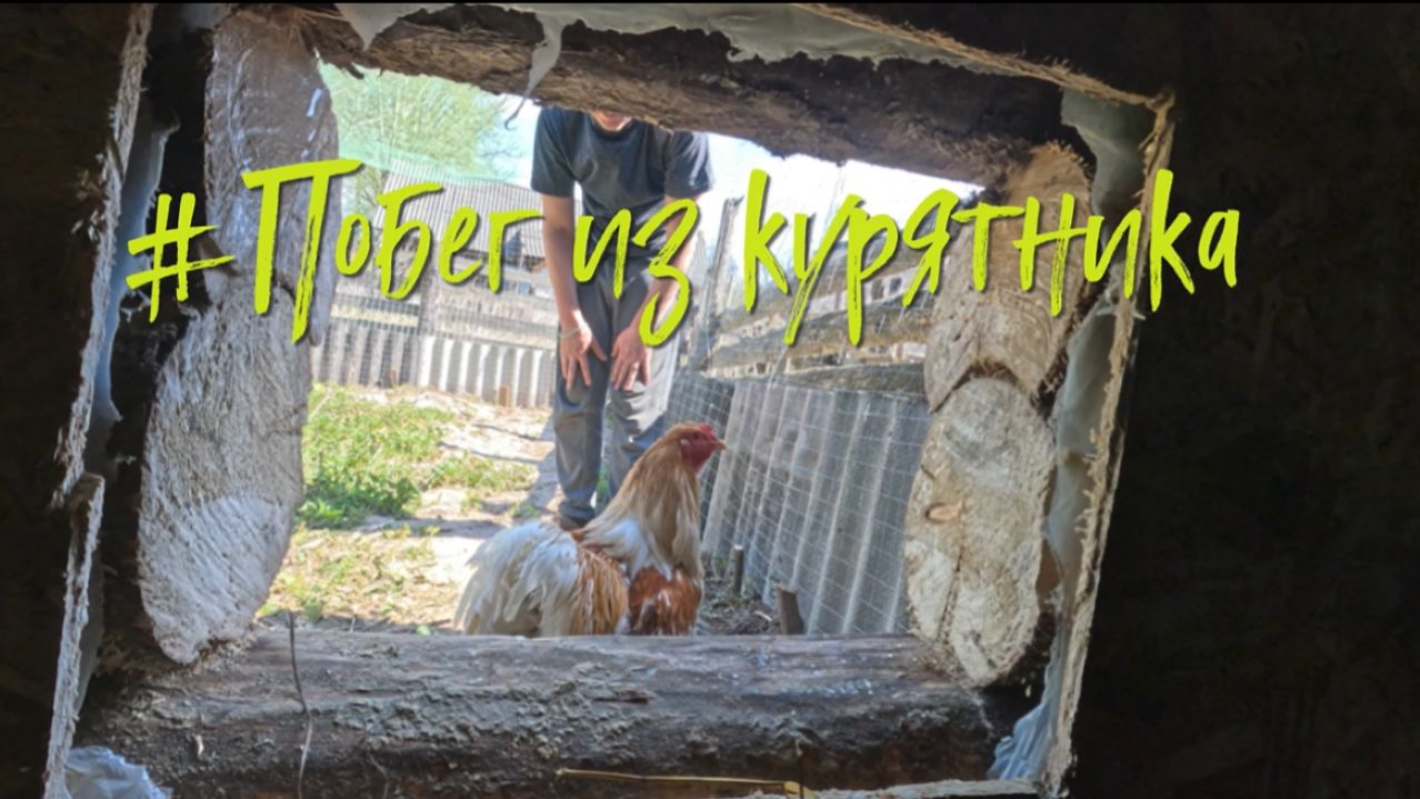 Побег из курятника.