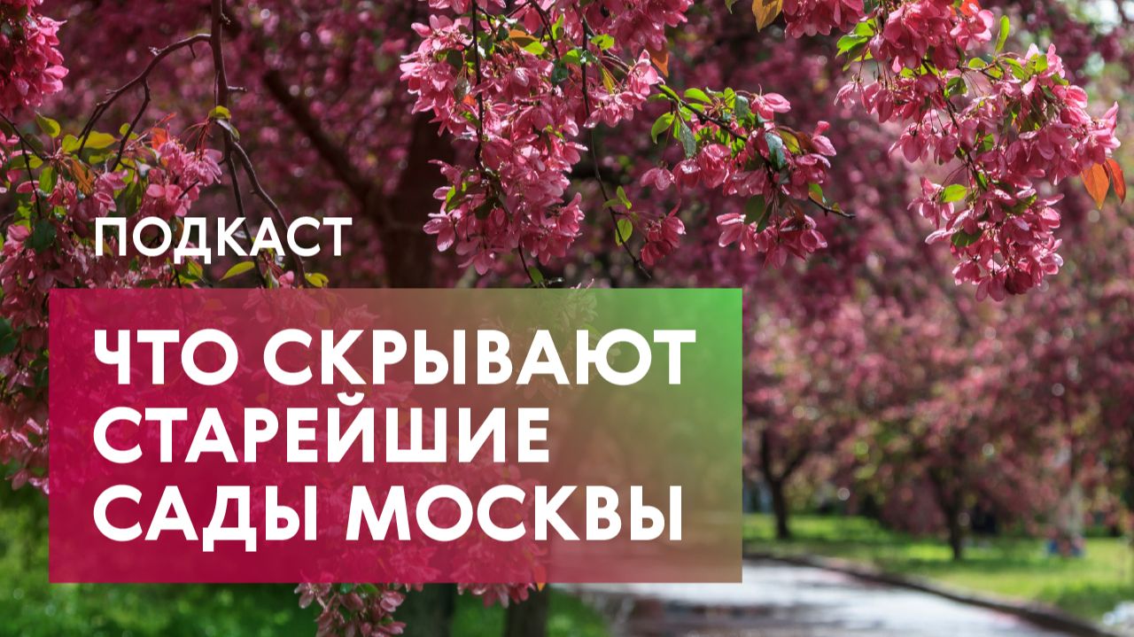 Москва в цвету: от старинных садов до новых парков – где ловить лучшее цветение