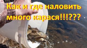 Как и где наловить карася для зарыбления в Смоленской области!???