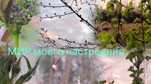 04.05.26 Дача Выборг.Встречаем май.Вечерние краски весны.