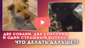 Неликвид и Сирота! Неужели ППБЖ это финал их спасения?
