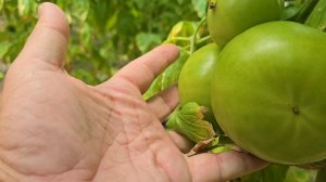 Сколько и каких ужобрений даём томату.