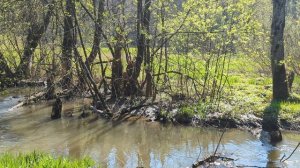 Расслабься! Весна. Журчание ручья. Вода уносит всё плохое ...Голоса птиц