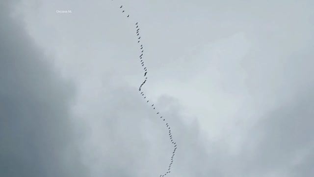 Клин птиц и закат. Южно-Сахалинск.mp4