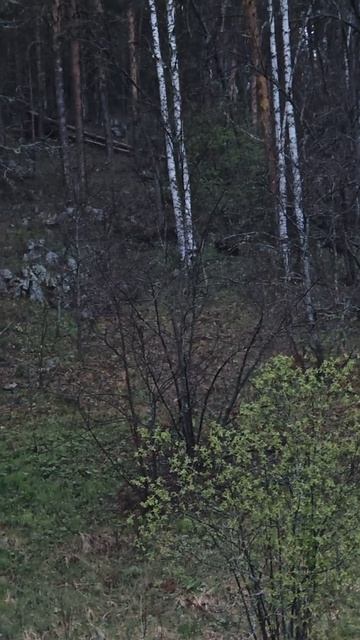 Медведи в Башкирии