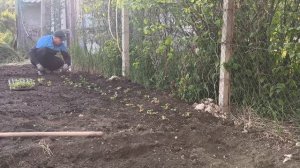 Высадили в грунт помидоры 🍅 и клубнику 🍓 Замариновала курицу Алексею в командировку.03.05.26