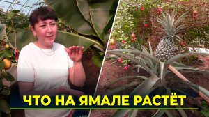 От картофеля до ананасов: как в Арктике развивается растениеводство