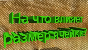 Размер ячейки: влияет на варроа, размер пчелы и медосбор? Отвечает Кашковский 🐝📏