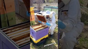 Весенняя ревизия среднерусской пчелы. 5 мая 2026г.