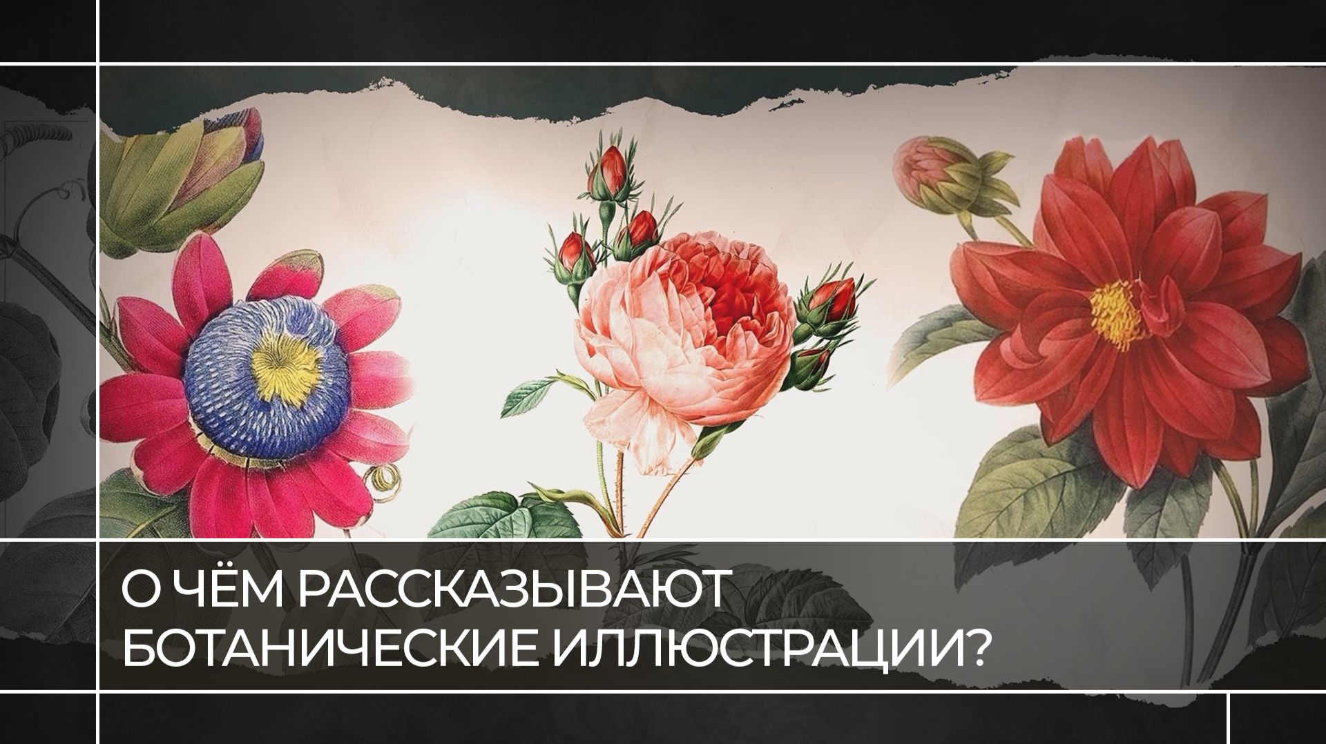Портреты растений: о чём рассказывают ботанические иллюстрации | Читаем живопись