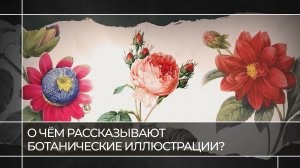Портреты растений: о чём рассказывают ботанические иллюстрации | Читаем живопись