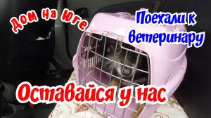 Поехали к ветеринару. Дали имя.Узнали сколько лет собаке.