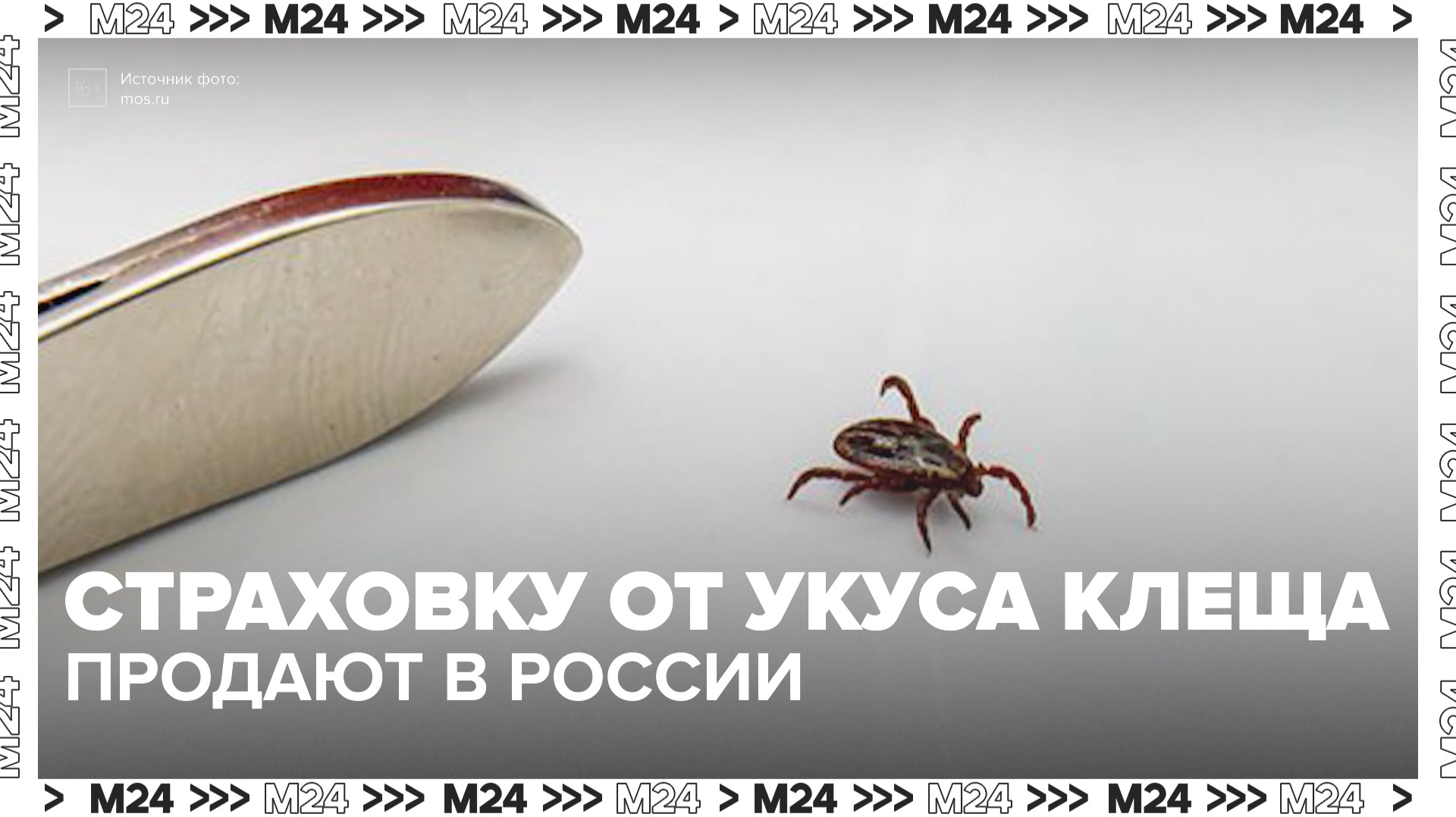 Страховку от укуса клеща продают в России: сколько она стоит? — Москва 24